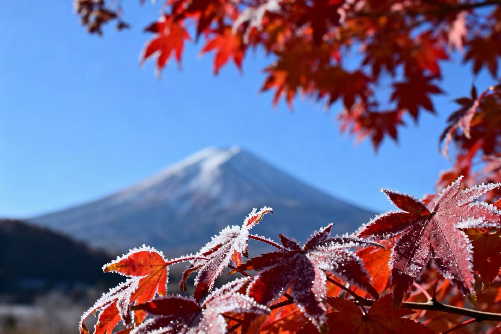 霜降~秋天的最后一个节气